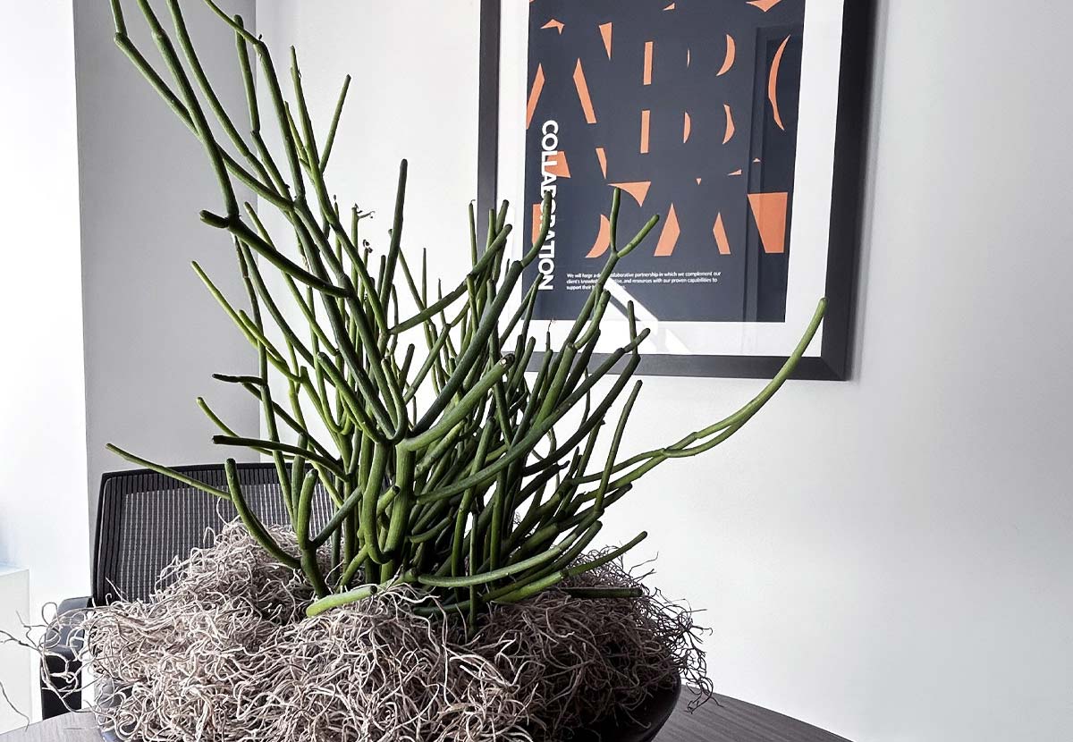 a spiny green plant in front of a collaboration poster